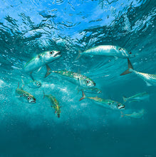 Load image into Gallery viewer, Limited Edition fish art print of a shoal of mackerel underwater from an original painting by David Miller