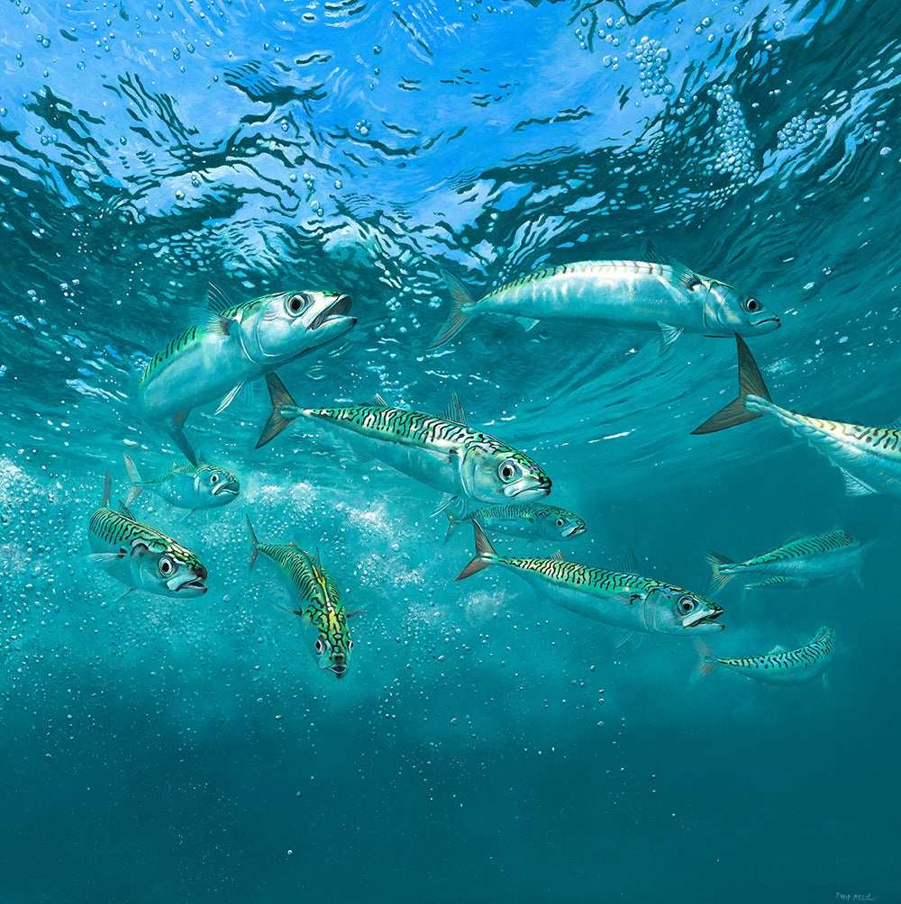 Limited Edition fish art print of a shoal of mackerel underwater from an original painting by David Miller