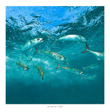 Load image into Gallery viewer, Tigers of the Tides - Mackerel