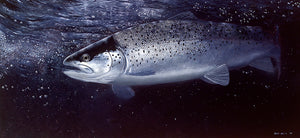 Towy Sewin fish art print of a sea trout underwater at night by wildlife artist David Miller. Salmo trutta.