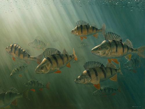 Perch shoal swimming in dark, atmospheric water with fry swimming above. Fish art print by artist David Miller