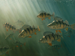 Perch shoal swimming in dark, atmospheric water with fry swimming above. Fish art print by artist David Miller