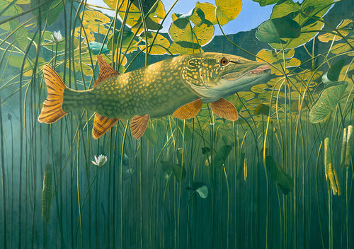 Limited Edition fish art print of a pike beneath lily pads, Bosherston Lily Pools, Pembrokeshire. From an original painting by artist David Miller
