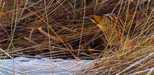 Load image into Gallery viewer, Winter Bittern