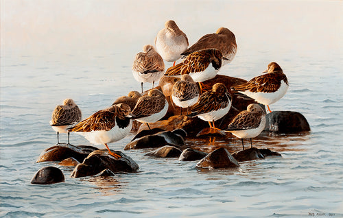 Roosting Dunlin, Turnstone and Redshank as the tide turns. Bird art print from an original oil painting by artist David Miller