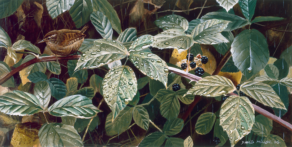 Bird art print of a wren perched in a bramble patch in the rain. from an original oil painting by wildlife artist David Miller
