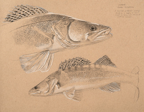 Fish art print of a study of two zander from an original pencil drawing by artist David Miller