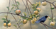 Load image into Gallery viewer, Autumn Harvest, Blackbird