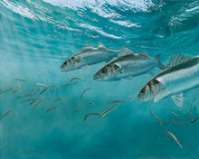 Load image into Gallery viewer, Bass and Sand Eels II