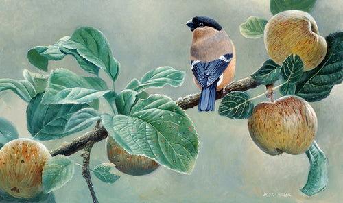 Wildlife bird art print of a hen bullfinch perched on an apple branch by artist David Miller