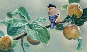 Wildlife bird art print of a hen bullfinch perched on an apple branch by artist David Miller