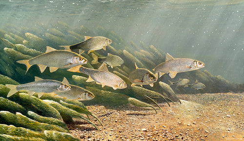 Underwater chalk-stream dace fish art print by wildlife artist David Miller