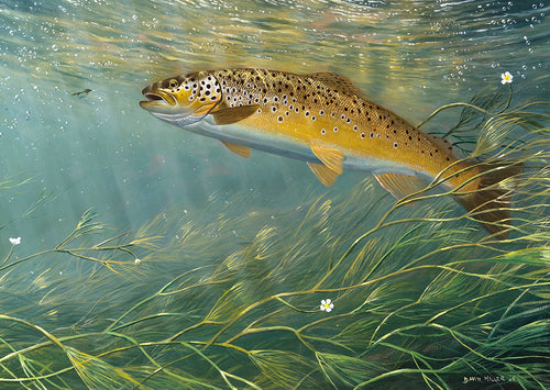 brown trout underwater chalk stream print by david miller artist