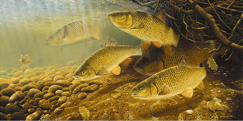 Underwater fish art print of chub by artist David Miller.  Limited edition.