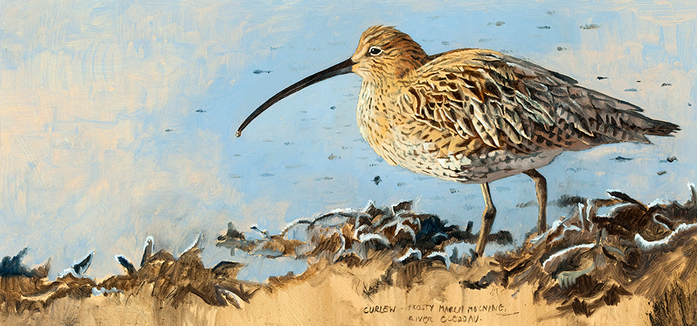 Curlew Study
