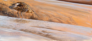 Displaying Curlew open edition bird art print by wildlife artist david miller