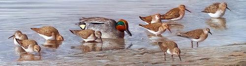 Bird art print of dunlin and teal duck feeding by wildlife artist David Miller