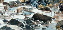 Load image into Gallery viewer, The Beachcombers, Dunlin and Ringed Plover