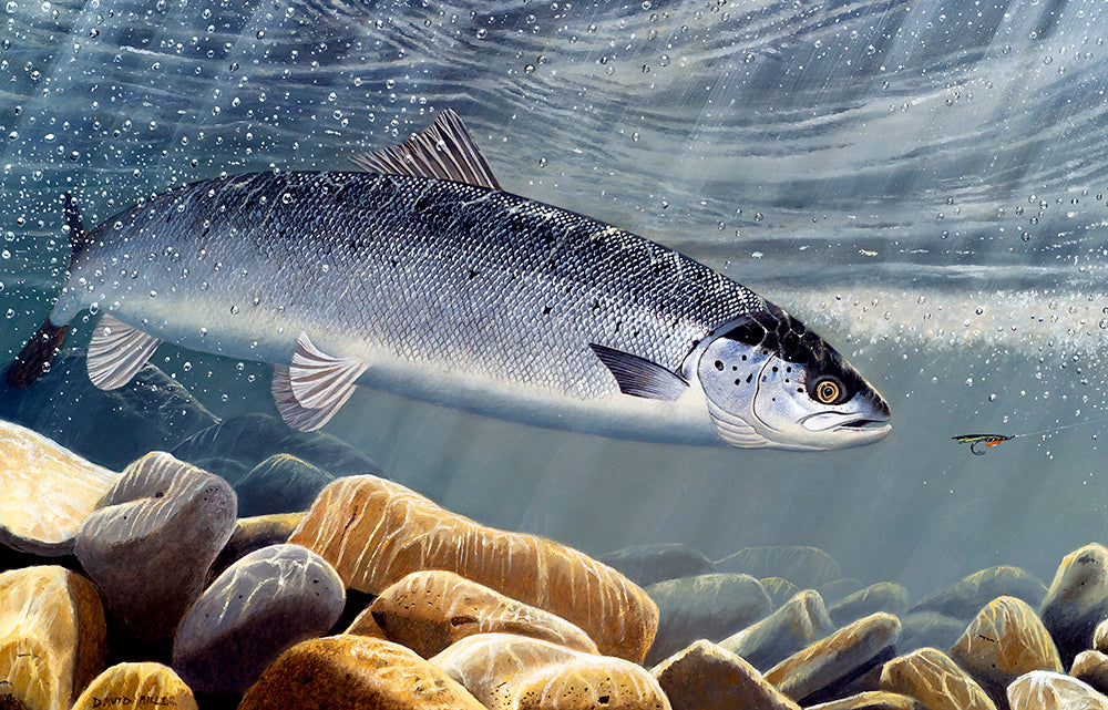 Atlantic Salmon Rod Licence 2009-2010 and 2011-12  Limited edition giclee print of 100 signed and numbered by the artist.