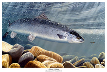 Load image into Gallery viewer, Atlantic Salmon Rod Licence 2009-2010 and 2011-12  Limited edition giclee print of 100 signed and numbered by the artist.