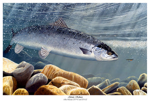 Atlantic Salmon Rod Licence 2009-2010 and 2011-12  Limited edition giclee print of 100 signed and numbered by the artist.