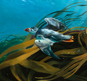 Detail of Puffin in the Kelp. Underwater puffin painting by David Miller.
