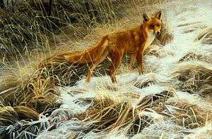Wildlife art print of a red fox on a snowy landscape by artist David Miller