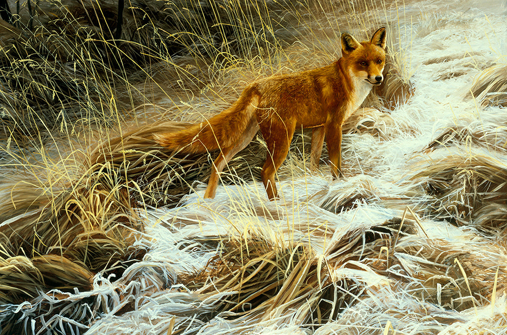 Wildlife art print of a red fox on a snowy landscape by artist David Miller