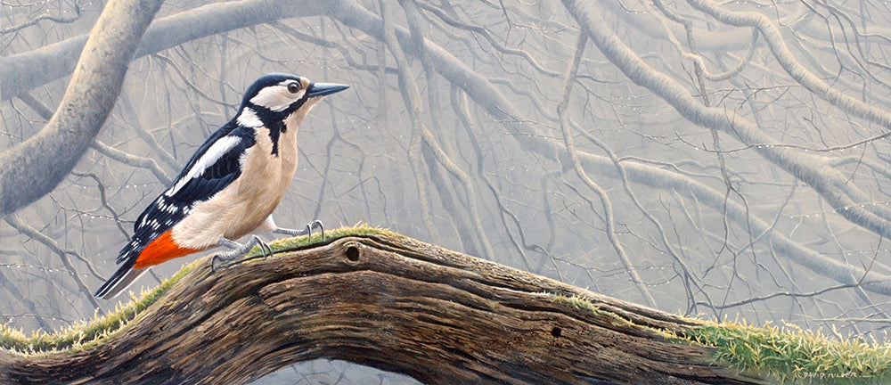 Bird art print of a great spotted woodpecker in woodland by wildlife artist David Miller