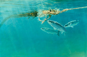 Harbour Mullet underwater fish art print by wildlife artist david miller