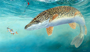 Pike Fishing, In for the Kill