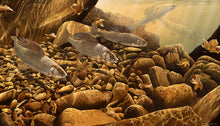 Load image into Gallery viewer, Limited Edition fish art print of a shoal of grayling underwater by wildlife artist David Miller