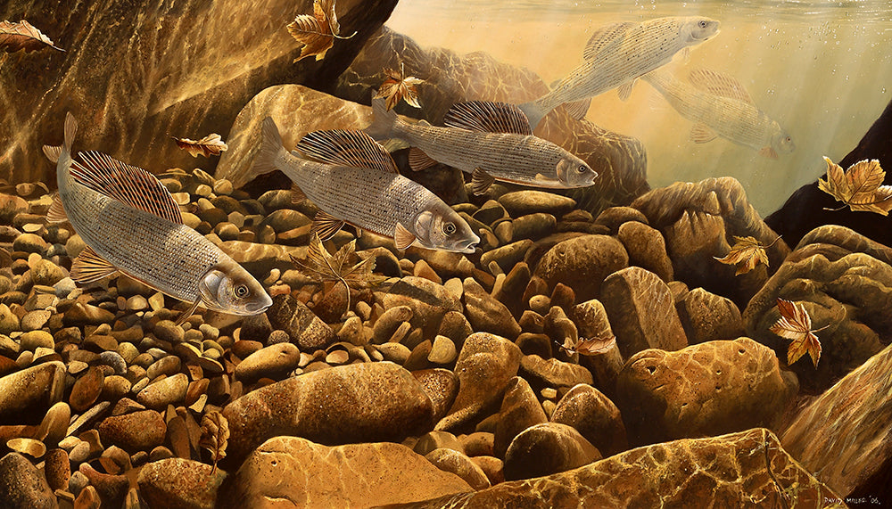 Limited Edition fish art print of a shoal of grayling underwater by wildlife artist David Miller