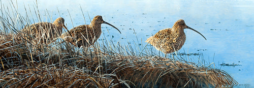 Three Curlew amongst reeds in winter.  Bird art by David Miller