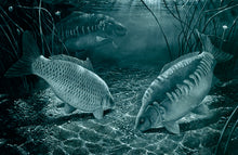 Load image into Gallery viewer, Midnight Carp black and white fishing art print by wildlife artist David Miller. Cyprinus carpio.