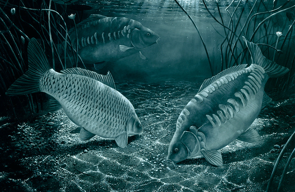 Midnight Carp black and white fishing art print by wildlife artist David Miller. Cyprinus carpio.