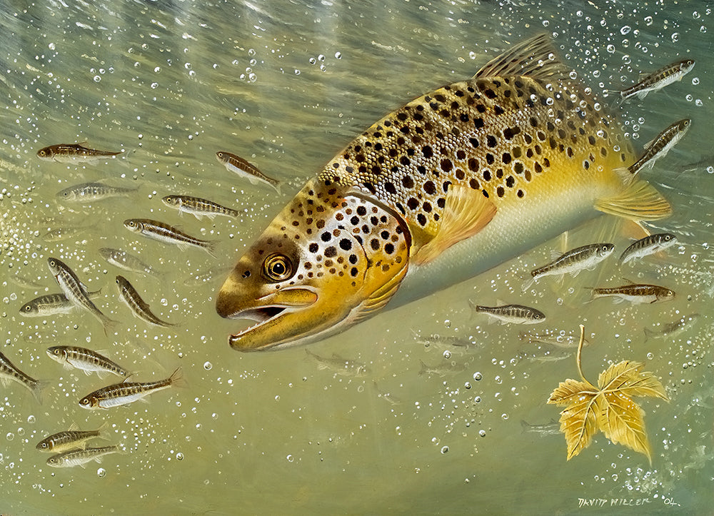 Brown trout hunting minnows. Fish art print from an original painting by David Miller