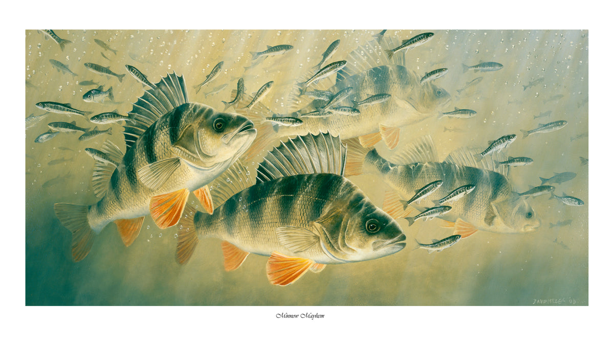 Minnow Mayhem – David Miller Fish & Wildlife Art