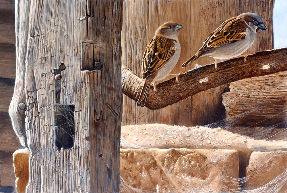 Mr and Mrs House Sparrows perched in the corner of an old wooden barn. Bird art print by wildlife artist david miller
