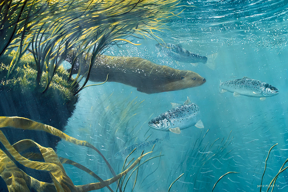 Underwater otter hunting sea-trout amongst the kelp. Wildlife art print by artist David Miller