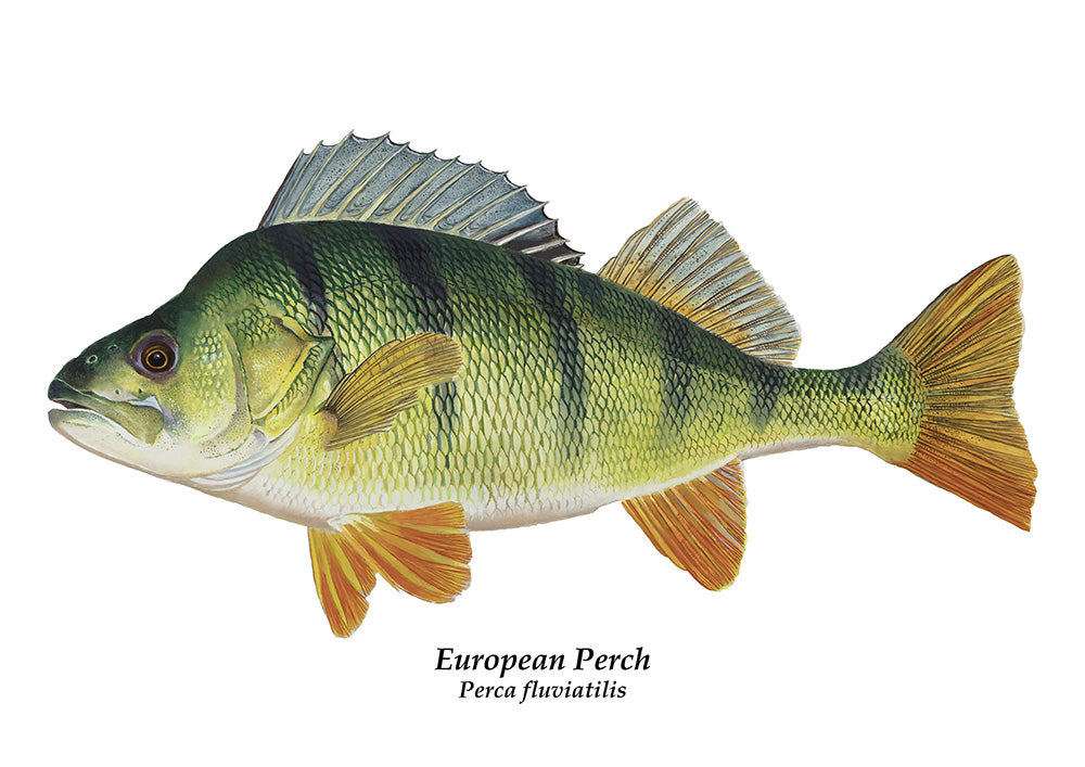 Perch, Perca fluviatilis fish art illustration print by wildlife artist david miller