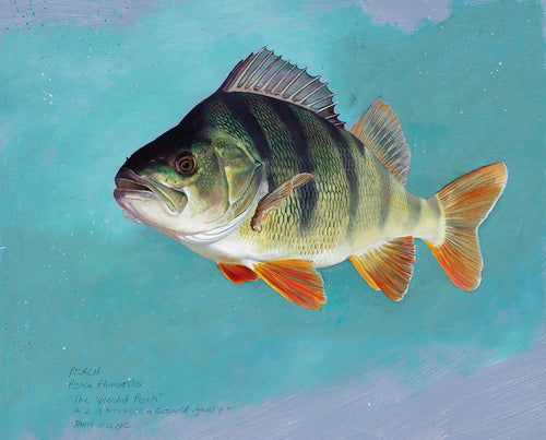 Study of a 2lb perch underwater in full colour.  Fish art print from an original painting by artist David Miller