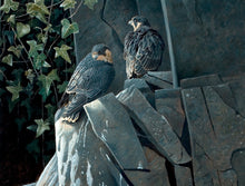 Load image into Gallery viewer, Light and Shade, Young Peregrines