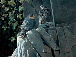 Light and Shade, Young Peregrines