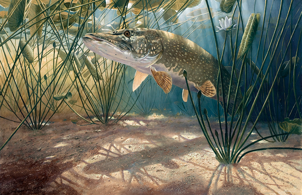 Pike suspended underwater amongst sun dappled water lilies, Bosherston Lily pools. Fish art print by wildlife artist David Miller