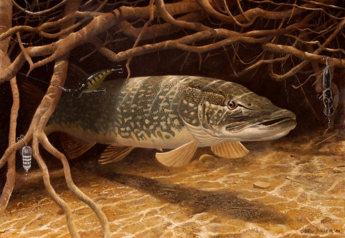 Underwater pike tucked into a tangle of roots amongst lost lures. Fish art print from an original painting by artist David Miller