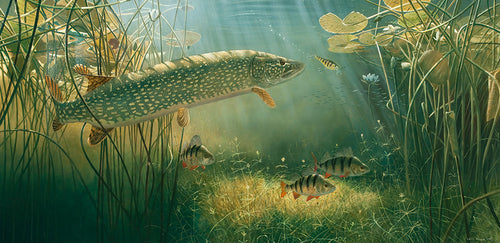 european pike chasing a plug, underwater fish art print by david miller