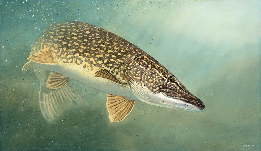 Underwater pike turning. Fish art print from an original painting by wildlife artist David Miller