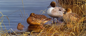 Bird art print of roosting pintail and feeding snipe amongst reeds at the water's edge. From an original painting by wildlife artist David Miller