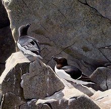 Load image into Gallery viewer, Morning Light, Razorbills